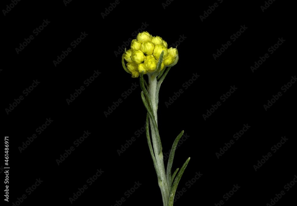 Obraz premium Helichrysum stoechas, known as Mediterranean strawflower, curry plant, or eternal flower, is an annual or perennial shrub, black background