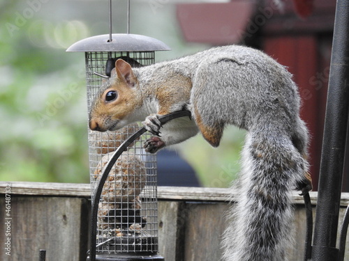 acrobatic grey squirrel on bird feeder