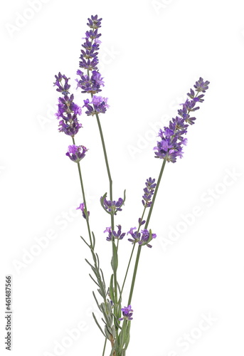 Lavender flowers in field isolated on white background and texture  clipping path