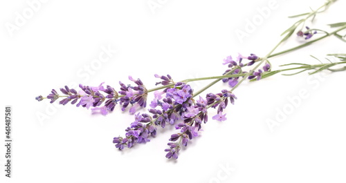 Lavender flowers in field isolated on white  