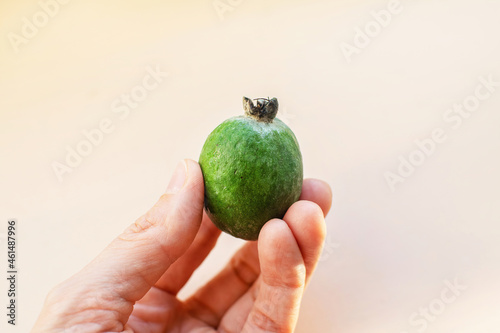 Fresh green feijoa fruit or Acca sellowiana in hand.