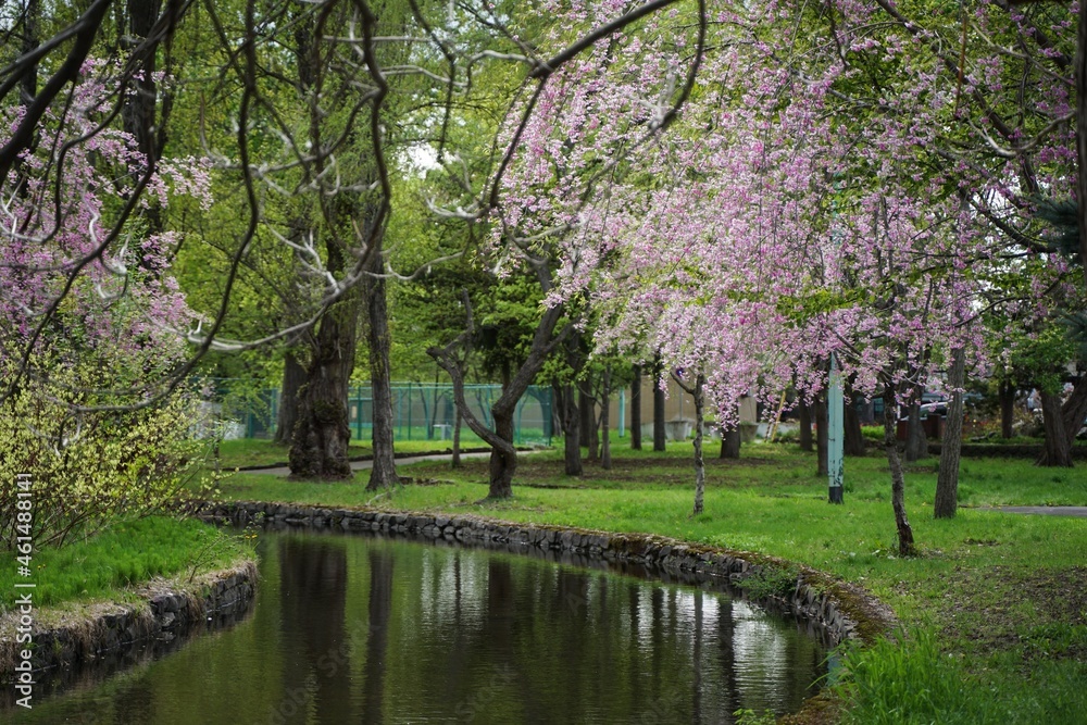 春の桜の咲いた公園