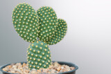 Beautiful cactus plant and white background.