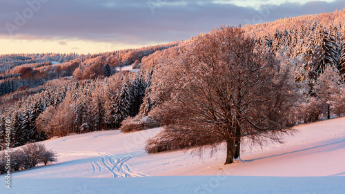 Winter landscape in the mountains with trees during warm sunset near Riedenberg, Schwarze Berge, Rhoen, Germany. photo