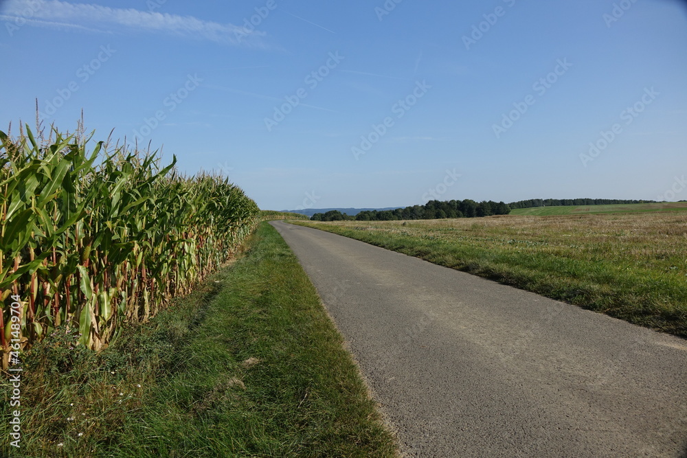 Road and late summer cornfield right before the harvest under a blue sky at the German French border, Steine an der Grenze, Wellingen, Merzig, Saarland, Germany

