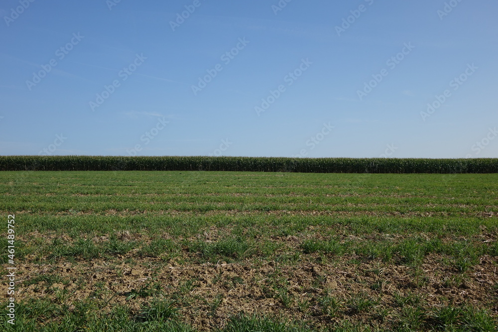 Meadow in front of a late summer cornfield right before the harvest under a blue sky at the German French border, Steine an der Grenze, Wellingen, Merzig, Saarland, Germany
Meadow in front of a late summer cornfield right before the harvest under a blue sky at the German French border, Steine an der Grenze, Wellingen, Merzig, Saarland, Germany