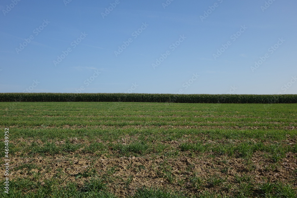 Meadow in front of a late summer cornfield right before the harvest under a blue sky at the German French border, Steine an der Grenze, Wellingen, Merzig, Saarland, Germany
