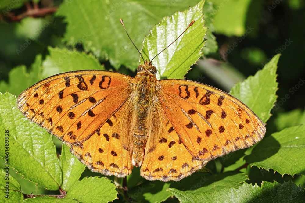 Obraz premium silver-washed fritillary