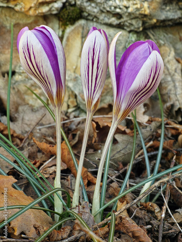 silvery crocus photo