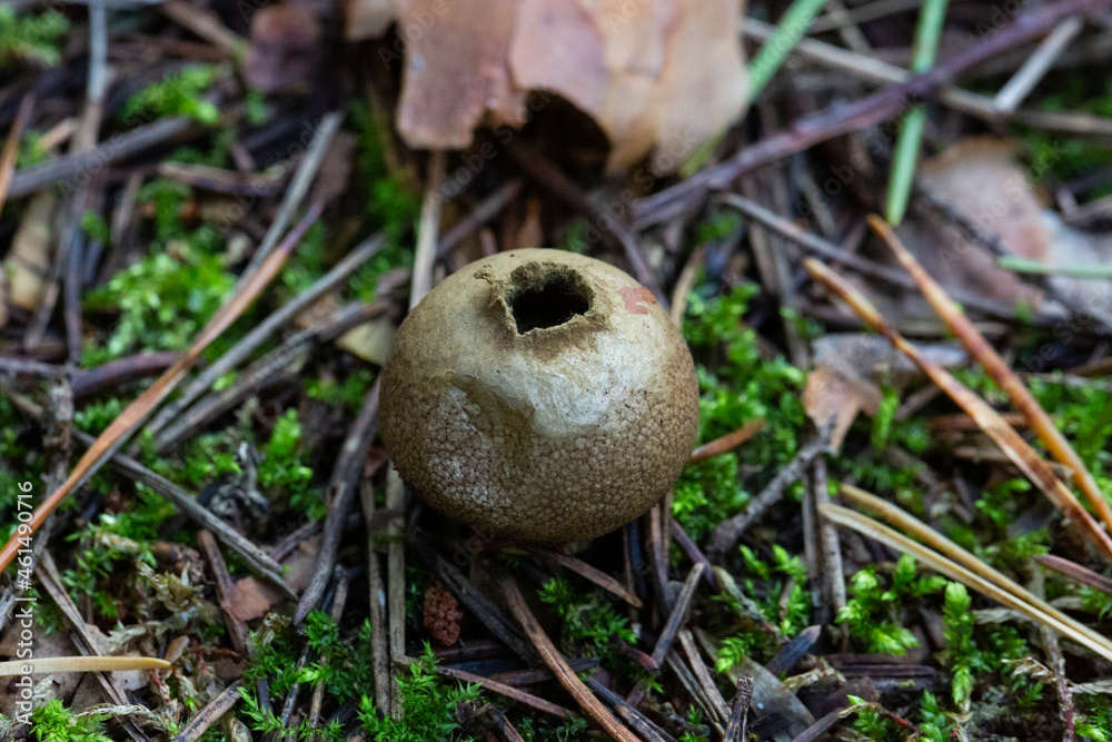 Lycoperdon echinatum, commonly known as the spiny puffball or the spring puffball