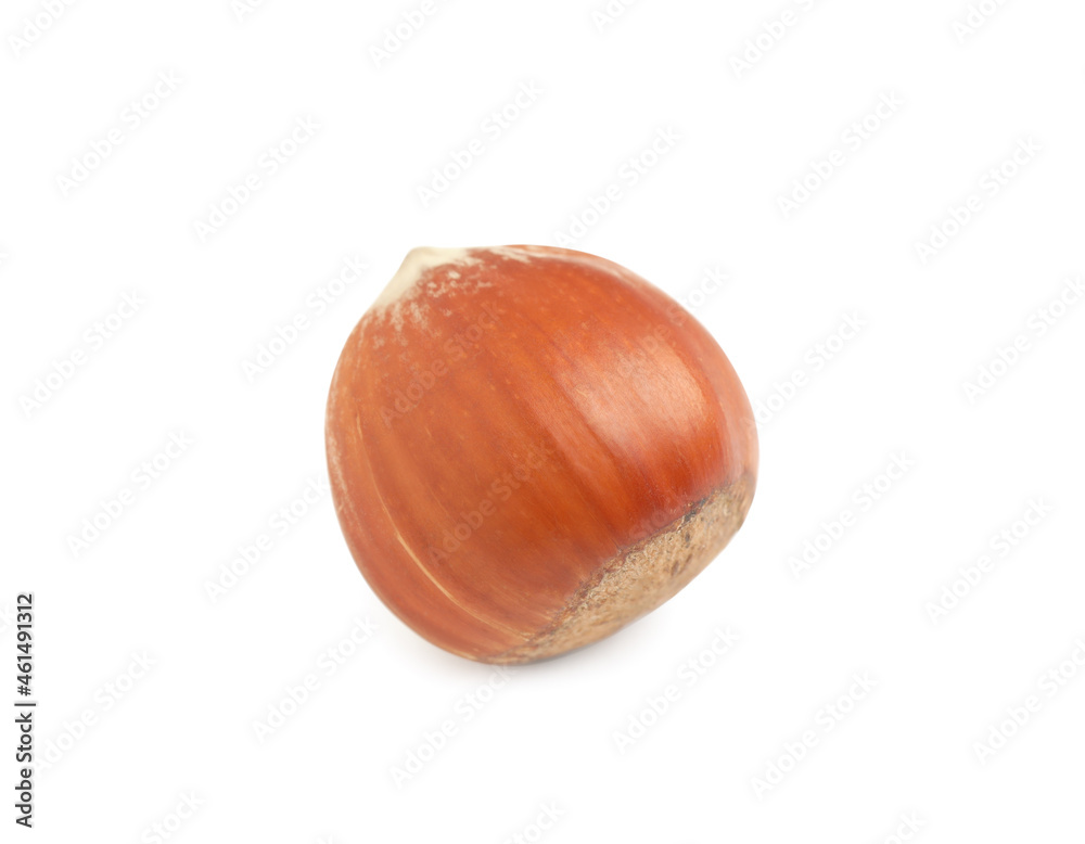 Tasty organic hazelnut in shell on white background