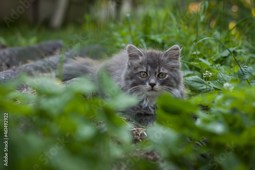 A little fluffy gray kitten is sitting on the grass