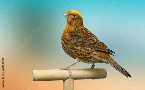 Red lizard canary bird perched in softbox