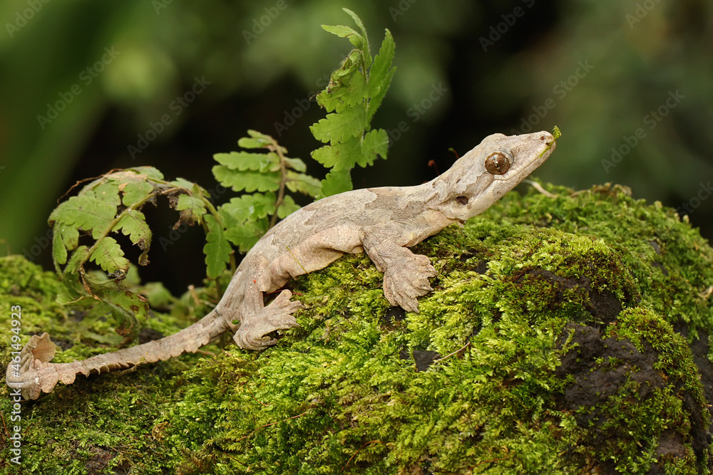 Fotografie A Kuhl's flying gecko resting