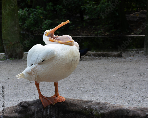 Photo White pelican with a yellow orange beak throws its head up and appears to be laughing as it stands on a wooden log