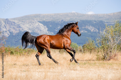 Beautiful bay arabian stallion galloping free © Azahara