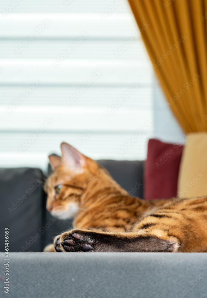 Close-up of large sleepy bengal cat lying on sofa in minimalist living room interior