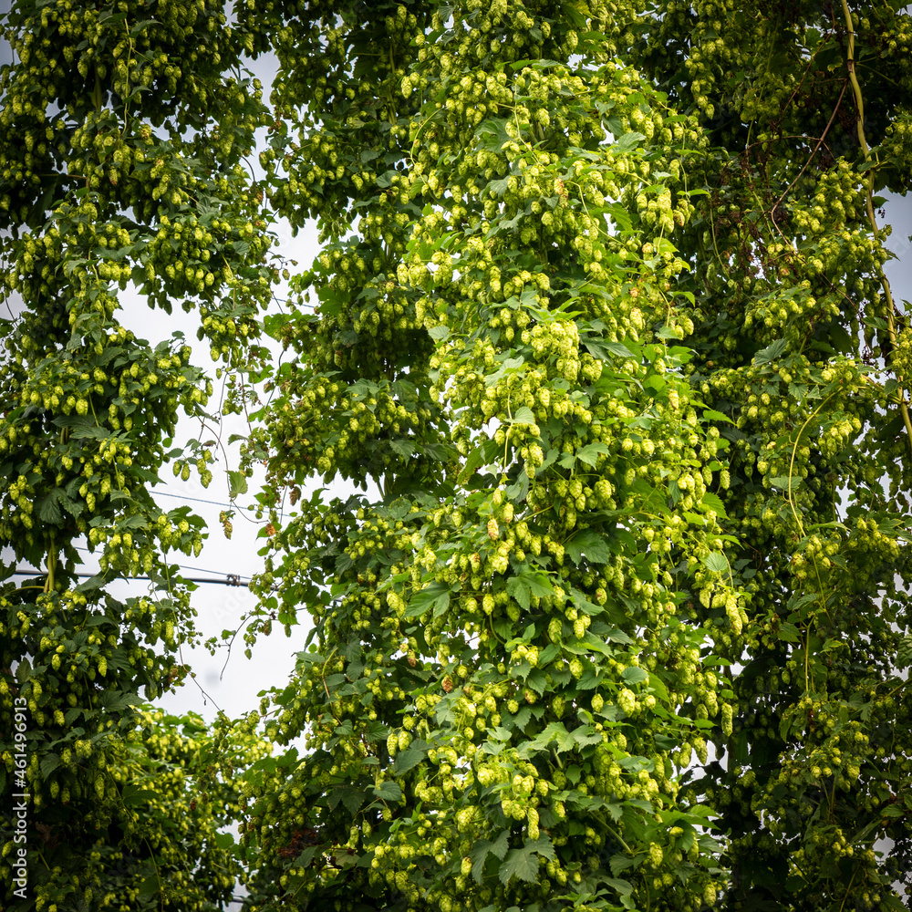 Green hops field. Fully grown hop bines. Hops field in Bavaria Germany. Hops are main ingredients in Beer production Green hops field. Fully grown hop bines. Hops field in Bavaria Germany. Hops are main ingredients in Beer production