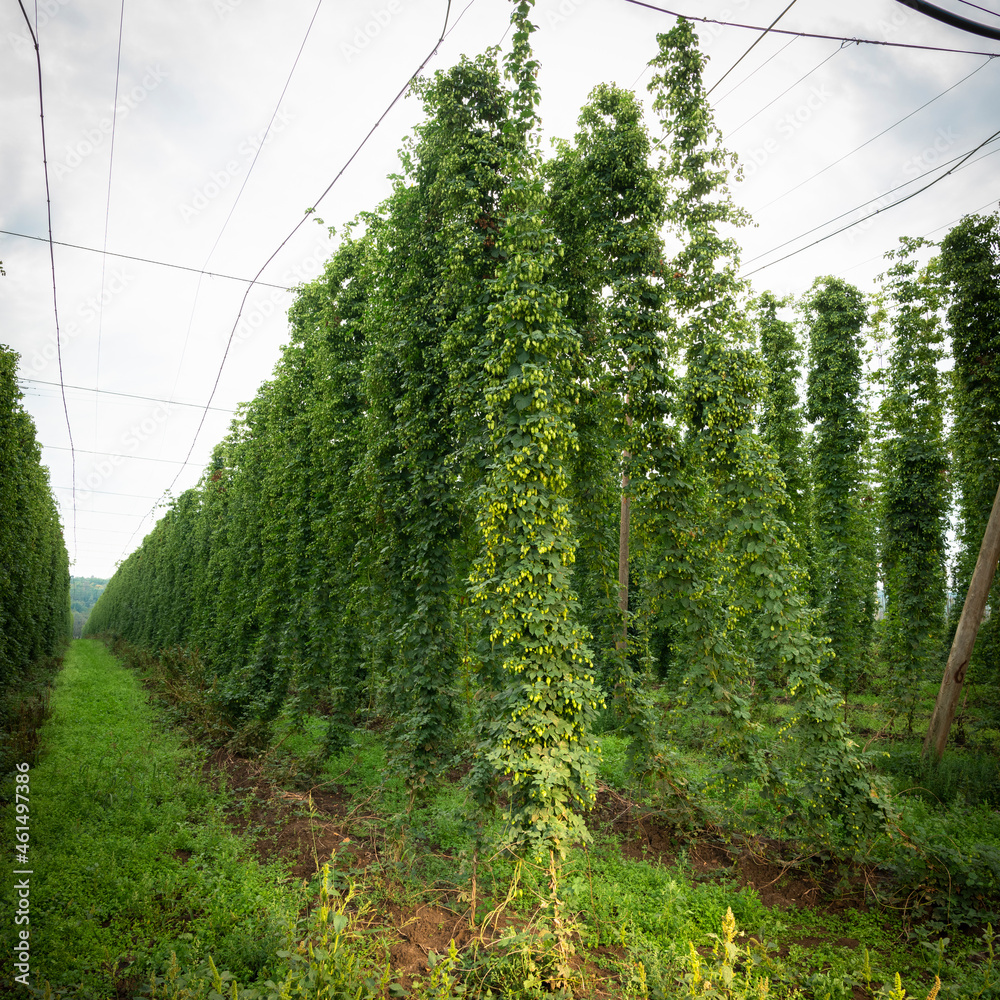 Green hops field. Fully grown hop bines. Hops field in Bavaria Germany