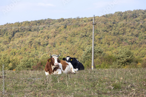 eine herde liegt im gras