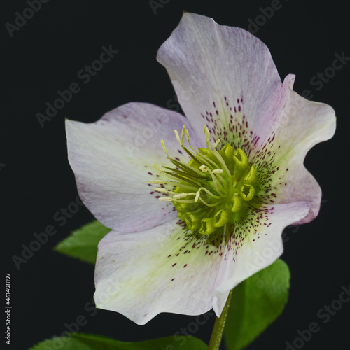 Nahaufnahme der Blüte einer Lenzrose, Helleborus orientalis photo