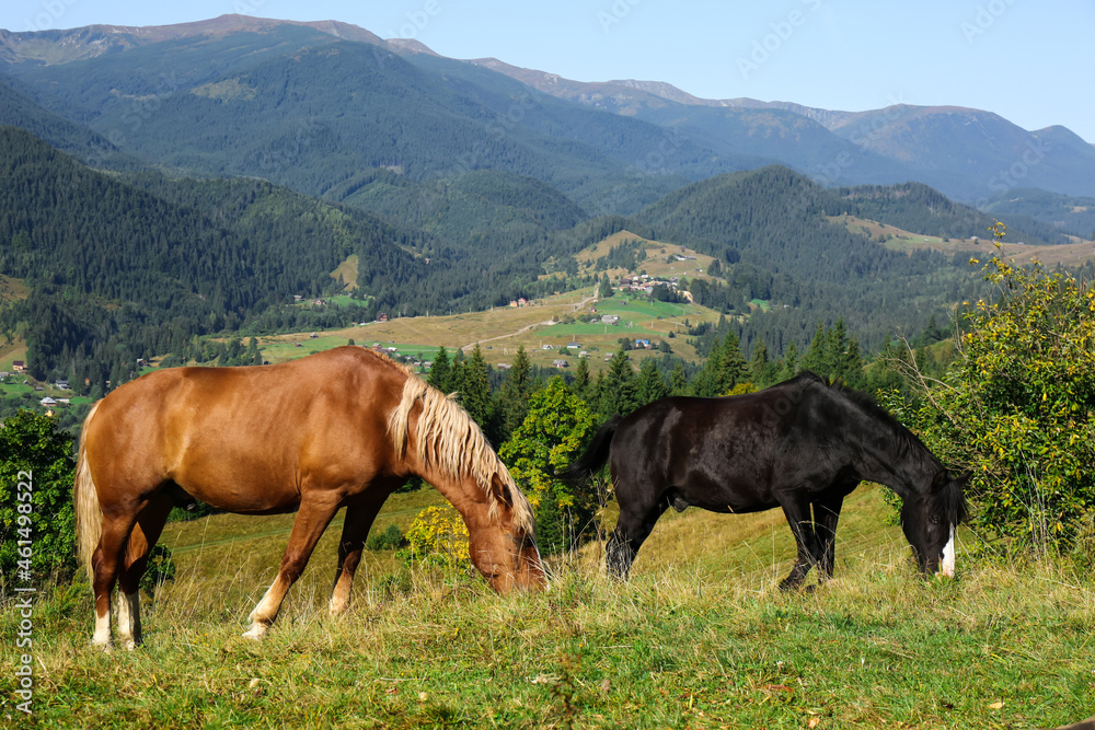 Beautiful view of horses grazing on green mountain hill
