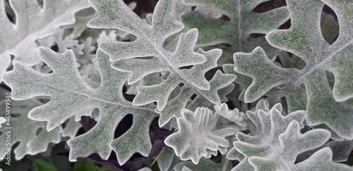 Cineraria. A beautiful garden plant with silvery leaves close-up.