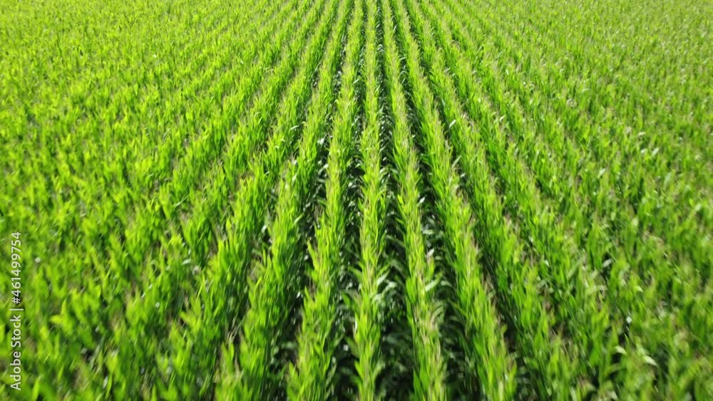Corn plants waving in the wind. Drone fly over shot over the endless agricultural fields of green corn plants. Corn plants waving in the wind. Drone fly over shot over the endless agricultural fields of green corn plants.