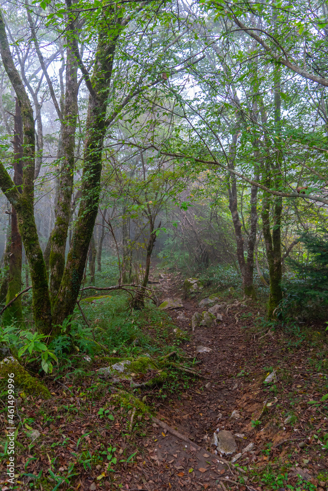 Fototapeta premium 天狗の森