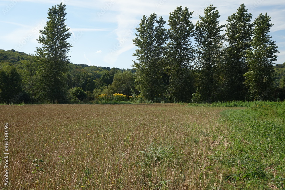 Late summer landscape in northern France with grain field and trees Late summer landscape in northern France with grain field and trees