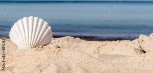 the shell of the sea snail against the background of sand and blue sea