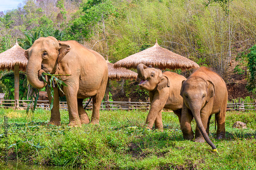 Photography Mother and baby elephant live in the elephant camp in Chiang Mai
