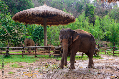 Asia elephant family live in the elephant camp in Chiang Mai,