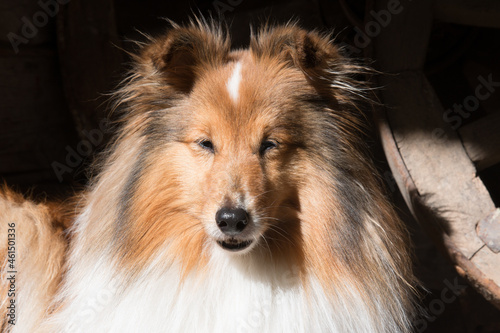 Beautiful sable white sheltie lies outdoors on the sun with background of historical wooden horse carriage wheel. Shetland sheepdog, lassie, little collie lies outside on sunny summer day  © Lidia
