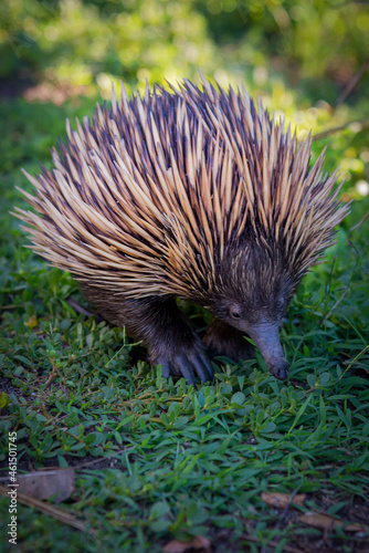 Echidna walking on grass towards camera photo