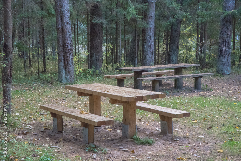 count benches in the nature park surrounded by pine forest with autumn leaves count benches in the nature park surrounded by pine forest with autumn leaves