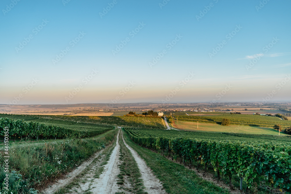 Vineyard autumn landscape in south Moravia,Czech Republic.Rows of Vineyard Grape Vines,blue sky,Palava region,Rakvice village in background.Winemaking concept.Agricultural scene.Czech countryside Vineyard autumn landscape in south Moravia,Czech Republic.Rows of Vineyard Grape Vines,blue sky,Palava region,Rakvice village in background.Winemaking concept.Agricultural scene.Czech countryside