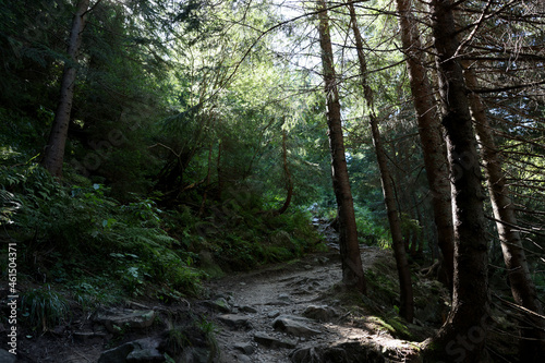 Picturesque view of pathway in beautiful coniferous forest