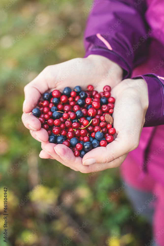 Process of collecting and picking berries in the forest of northern Sweden, Lapland, Norrbotten, near Norway border, girl picking cranberry, lingonberry, cloudberry, blueberry, bilberry and others Process of collecting and picking berries in the forest of northern Sweden, Lapland, Norrbotten, near Norway border, girl picking cranberry, lingonberry, cloudberry, blueberry, bilberry and others