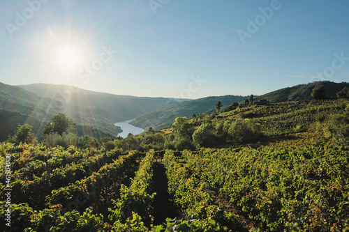 Vineyards in Ribeira Sacra photo
