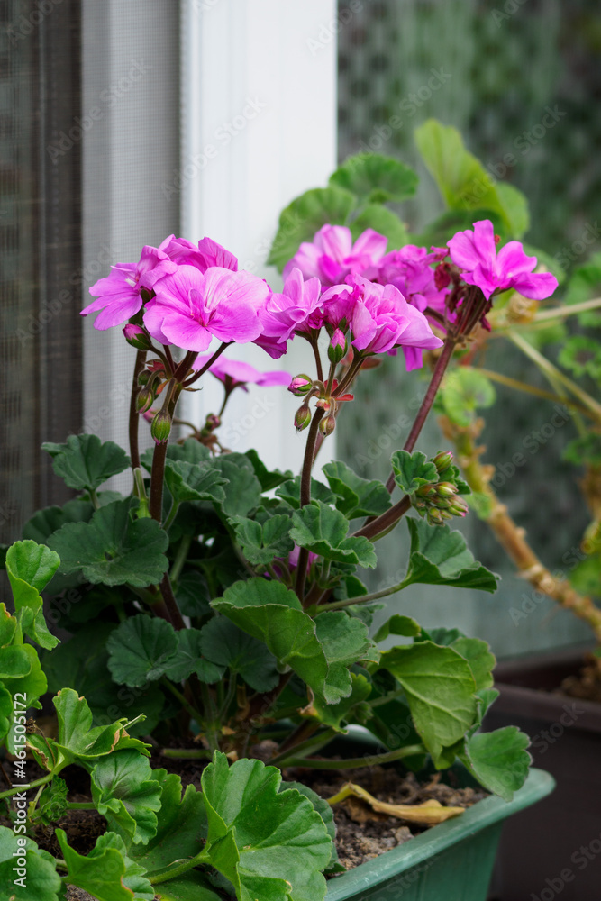 Purple pelargonium flowers with green leaves outside on the parapet by the window.