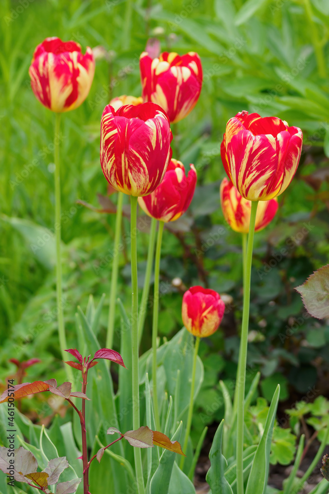 Yellow flowers with the red annealing of a tulip flower in the garden. Yellow flowers with the red annealing of a tulip flower in the garden.