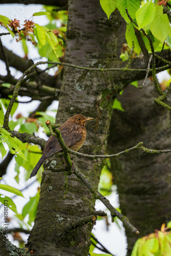 Female blackbird on a cherry branch.