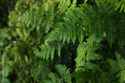 Green fern growing in forest  top view