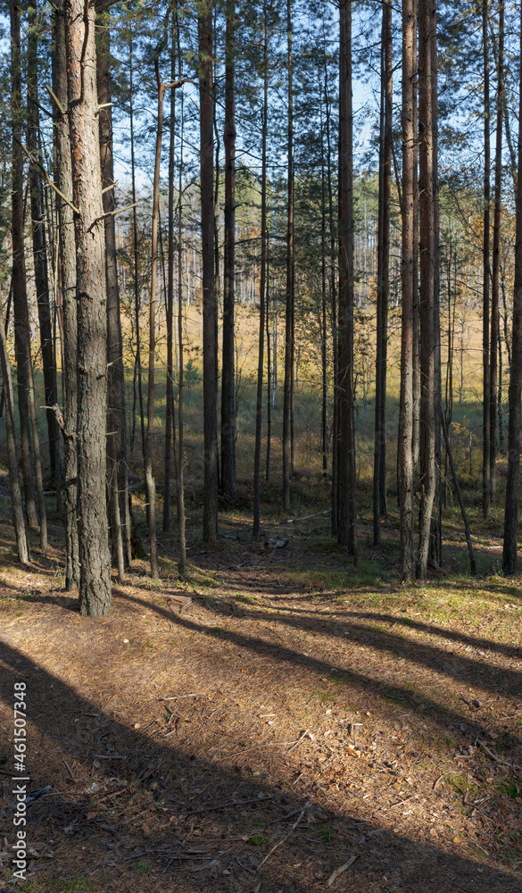 Obraz premium View from the ecotrail of the Sestroretsk bog, on slender trees. Wild place in Sestroretsk, St. Petersburg.