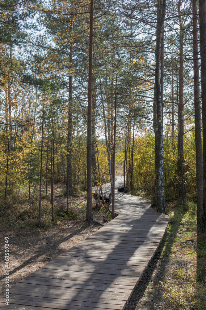 Obraz premium Ecological hiking trail in the national park through the swamp and forest. Wild place in Sestroretsk, St. Petersburg.