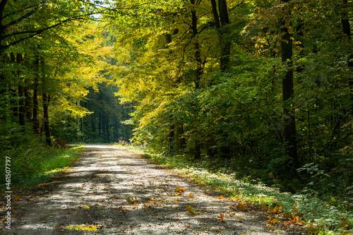Fototapeta Naklejka Na Ścianę i Meble -  The road through the autumn and sunny forest