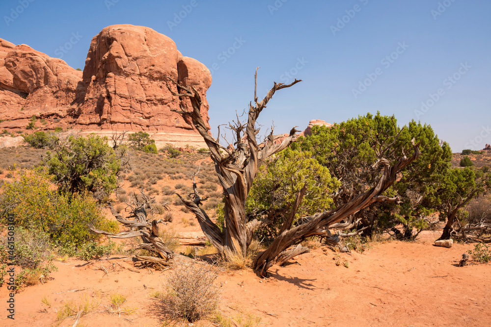 landscape on arches national park in the united states of america landscape on arches national park in the united states of america