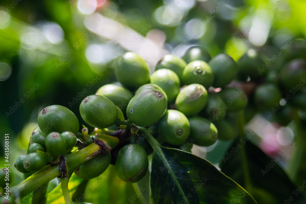 Green Coffee Green Coffee