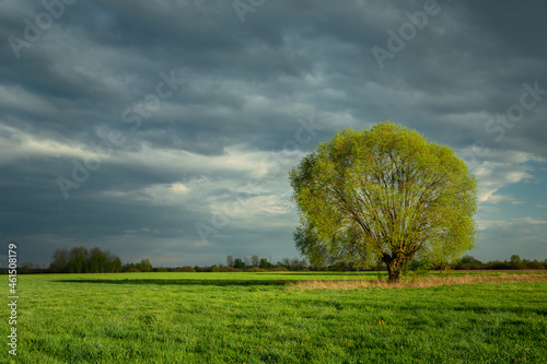 Large tree growing in a meadow and cloudy sky